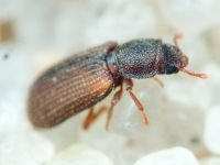 Synchita humeralis