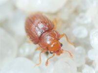 Mycetaea subterranea