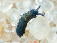 Collembola