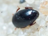 Paromalus flavicornis