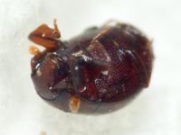 Abraeus