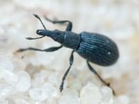 Coleoptera