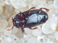 Paromalus parallelepipedus