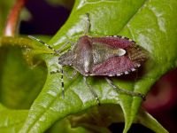 Dolycoris baccarum
