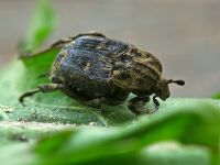 Valgus hemipterus