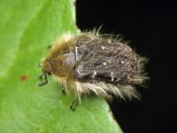 Tropinota hirta
