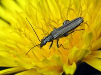 Oedemera virescens