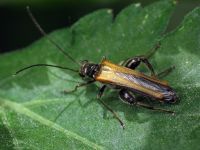 Oedemera femorata