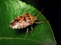 Elasmucha grisea