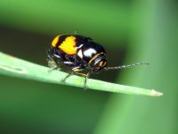 Cryptocephalus (Cryptocephalus) moraei