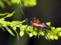 Stenurella bifasciata