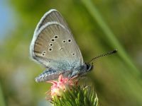 Cyaniris semiargus