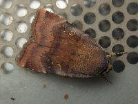 Noctua janthina