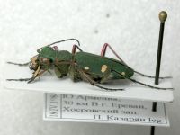 Cicindela asiatica