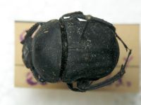 Scarabaeidae