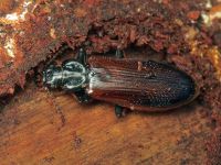 Pytho depressus