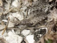Coranus contrarius