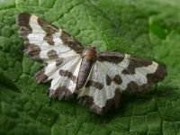 Lomaspilis marginata