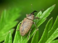 Tournotaris bimaculata