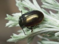 Chrysolina marginata