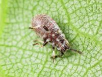 Rhopalidae