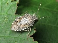 Rhaphigaster nebulosa