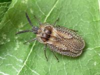 Dictyonota strichnocera