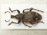 Graptus
