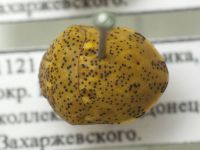 Sphaerocoris testudogrisea