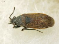 Peritrechus geniculatus