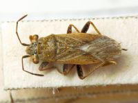 Henestaris halophilus