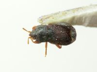 Plinthisus pusillus