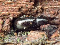 Orthocis perrisi