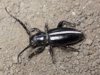 Dorcadion cinerarium