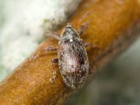 Anthonomus (Anthonomus) pomorum