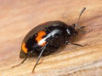 Scaphidium quadrimaculatum