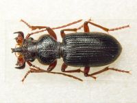 Odotoncarus calydonius