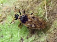 Dictyla echii