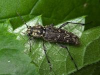 Xylotrechus rusticus