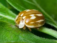 Myzia oblongoguttata
