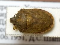 Podops (Opocrates) rectidens
