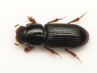 Pleurophorus caesus