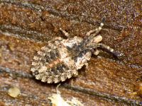 Aradus betulae