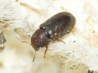 Cis rugulosus