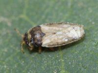 Piesma maculatum