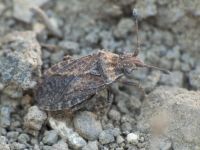 Bathysolen nubilus