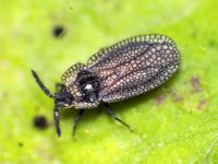 Kalama tricornis