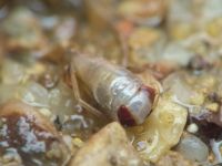 Corixidae