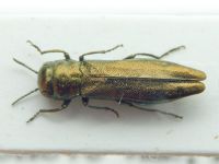 Agrilus constantini