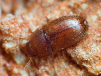 Pentaphyllus testaceus